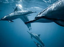 每日大赛在线观看观众最在意的进阶思路，一眼看穿的诀窍更不容易翻车一拆就懂，建议反复看